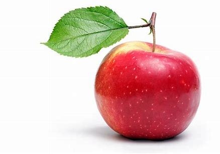 The Apple Tree - symbolising Fertility and sweet beginnings.