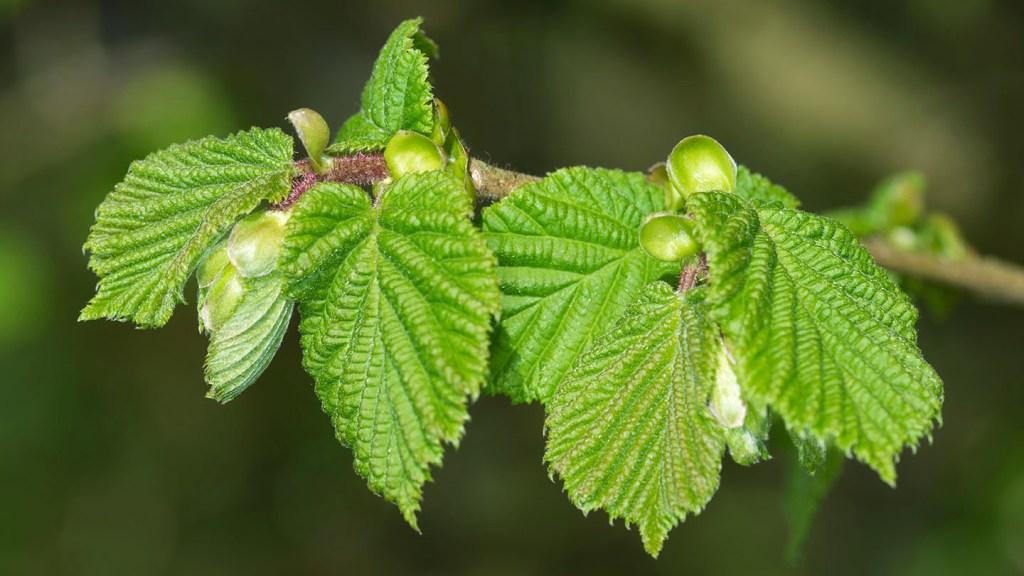 The Hazel Tree - Symbolising wisdom and prosperity.