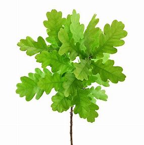 The English Oak Tree - symbolising strength and endurance.