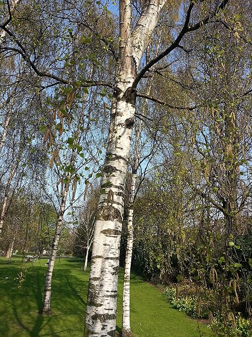 The Silver Birch tree - Symbolising fresh starts and pure intentions.